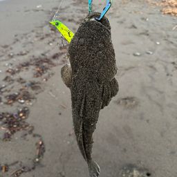 マゴチ