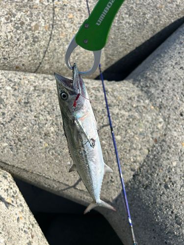 サゴシの釣果