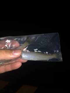 シロギスの釣果