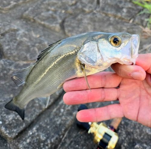 セイゴ（マルスズキ）の釣果