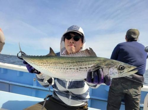 サワラの釣果