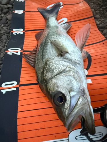 シーバスの釣果