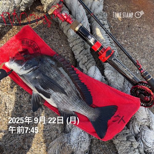チヌの釣果