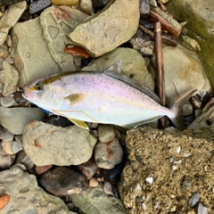 ネリゴの釣果