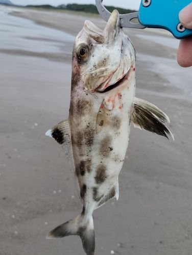 アイブリの釣果