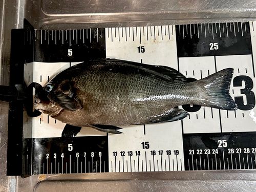 メジナの釣果