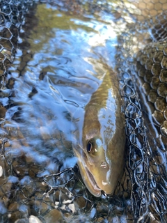 エゾイワナの釣果