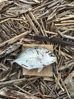メッキの釣果
