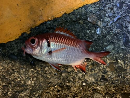 アカマツカサの釣果