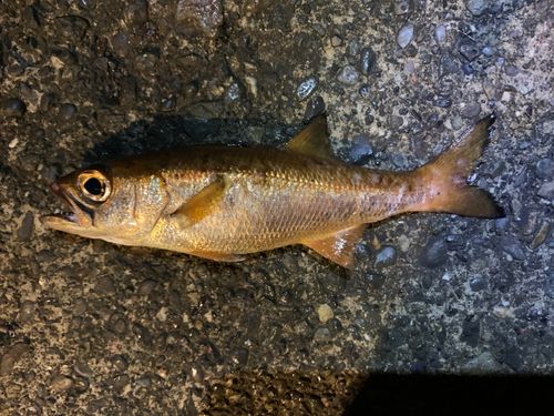 ムツの釣果
