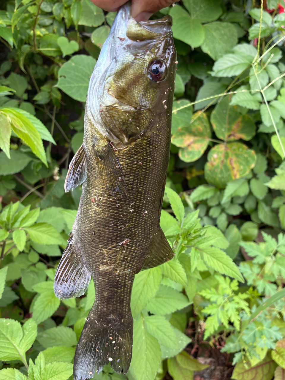 スモールマウスバス