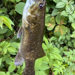 スモールマウスバス