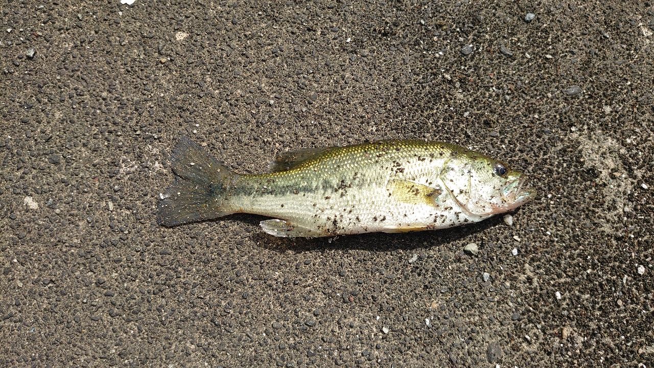 ラージマウスバス