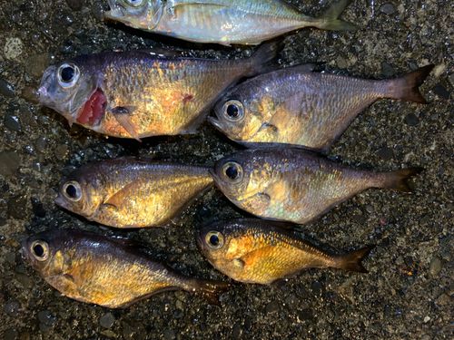 ミナミハタンポの釣果