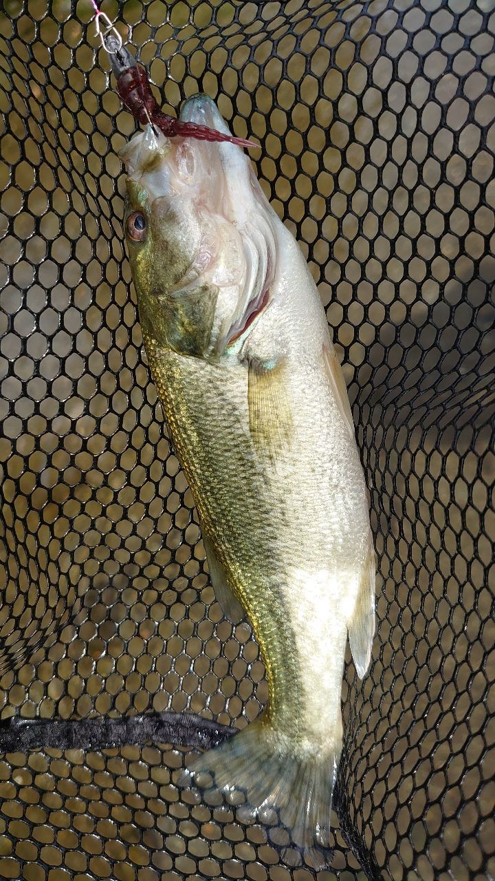 ラージマウスバス