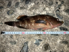 キジハタの釣果