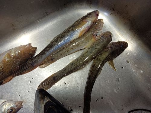 ハゼの釣果
