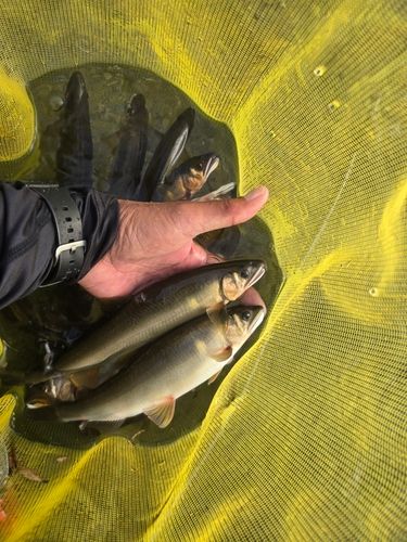 アユの釣果