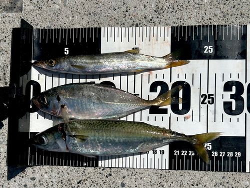 マアジの釣果