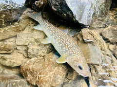 ニッコウイワナの釣果