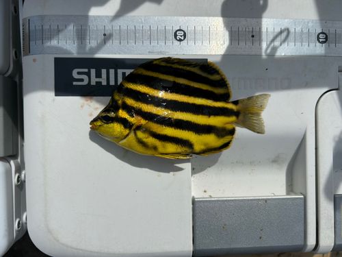 シロギスの釣果