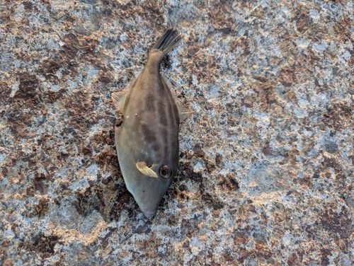 カワハギの釣果