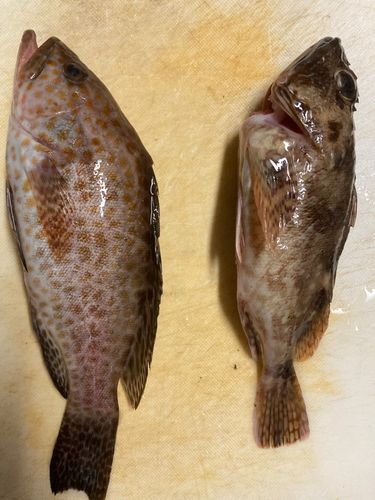 オオモンハタの釣果