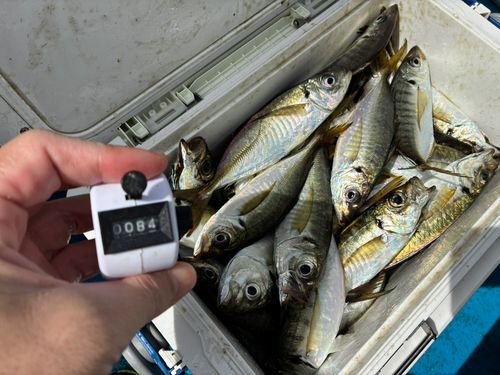 アジの釣果