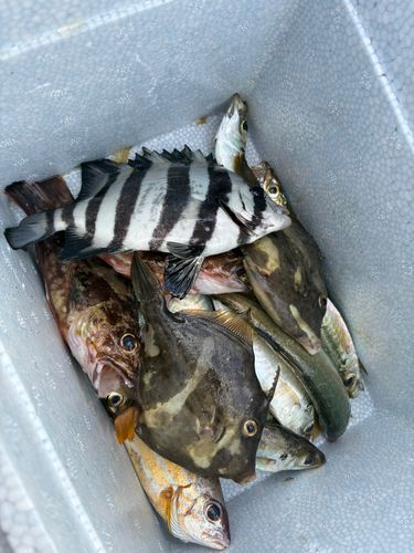 カワハギの釣果