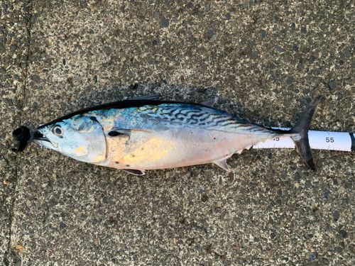 スマガツオの釣果