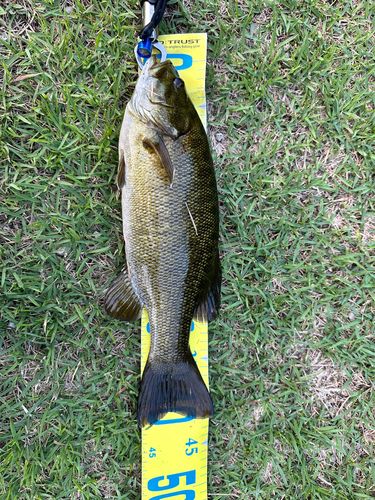 スモールマウスバスの釣果