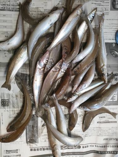 キスの釣果
