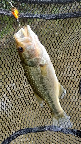 ラージマウスバスの釣果