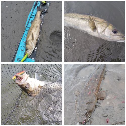 釣果