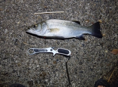 セイゴ（ヒラスズキ）の釣果