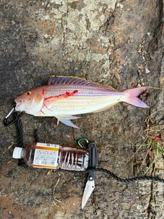 イトヨリダイの釣果