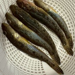 ハゼ