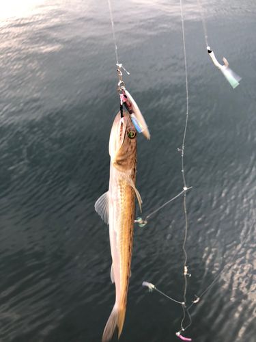エソの釣果