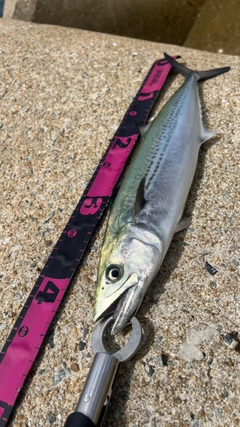 サゴシの釣果