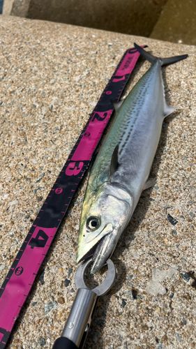 サゴシの釣果