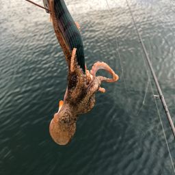 タコ