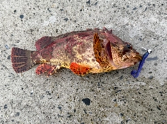 ヨロイメバルの釣果