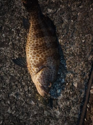 オオモンハタの釣果