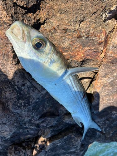 ボラの釣果