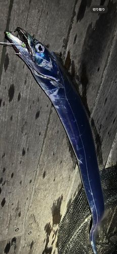 タチウオの釣果