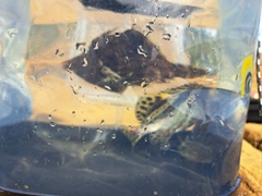 カワハギの釣果