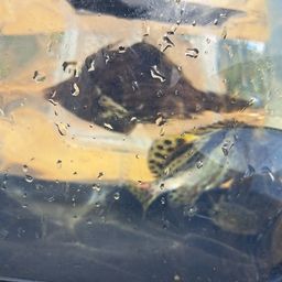 カワハギ