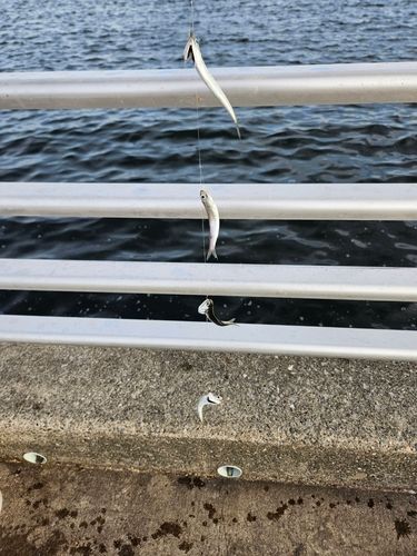 検見川浜突堤