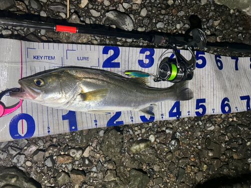 シーバスの釣果