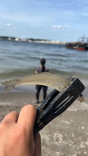 キスの釣果